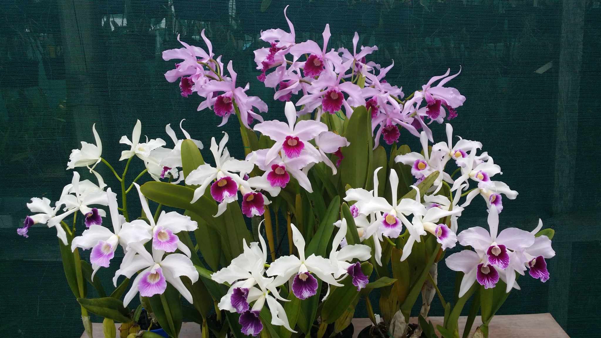 Summer Orchid Festival