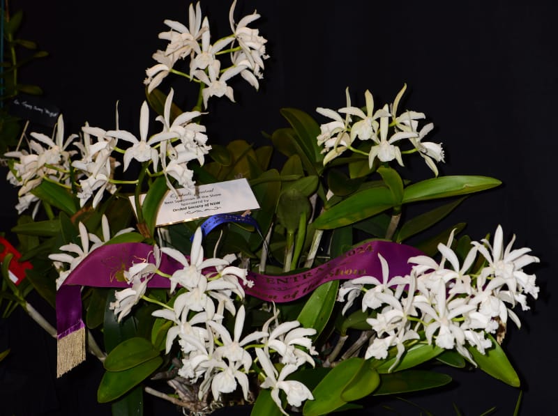 Laelia Purpurata: The Queen of Laelias