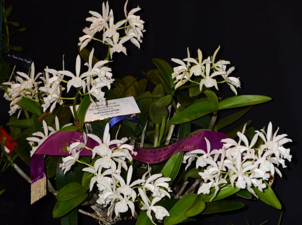 Laelia Purpurata: The Queen of Laelias